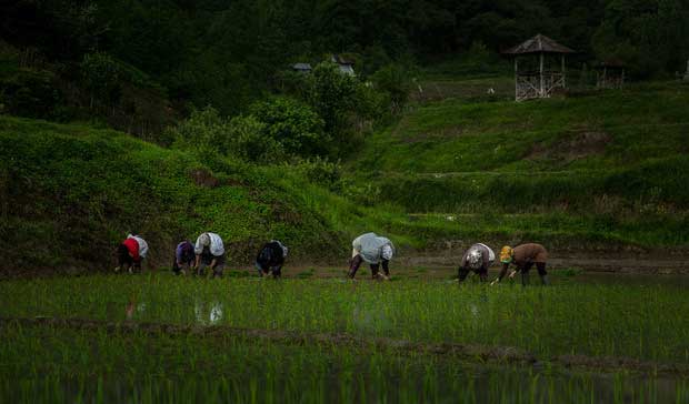 ممنوعیت کاشت برنج در استان‌های غیرشمالی تکرار تجربه شکست خورده است