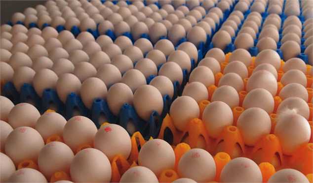 افزایش 900 تومانی هر کیلو تخم‌مرغ