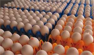 افزایش 900 تومانی هر کیلو تخم‌مرغ