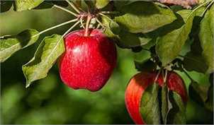 10 برابر شدن صادرات سیب