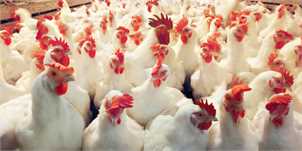 تعامل مرغداران برای افزایش قیمت مرغ زنده
