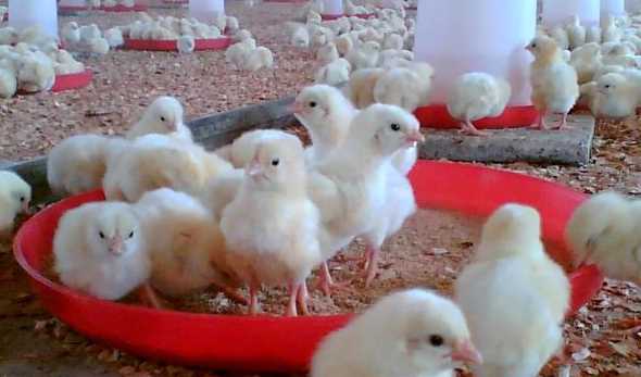 افت ۱۲ درصدی جوجه ریزی/ دولت در قیمت مرغ تجدیدنظر کند