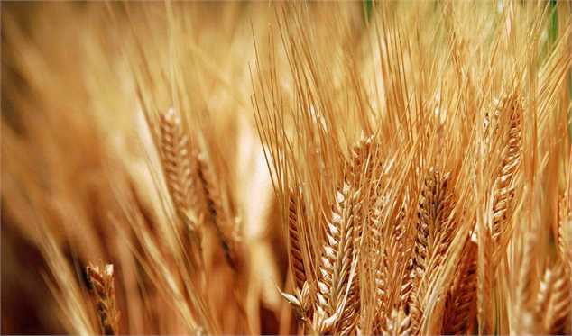 پیش‌بینی تولید ۱۴ میلیون تن گندم در سال آینده