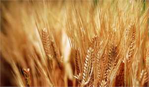 پیش‌بینی تولید ۱۴ میلیون تن گندم در سال آینده