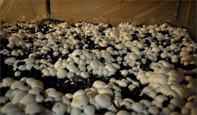 امسال 160 هزار تن قارچ در کشور تولید می‌شود