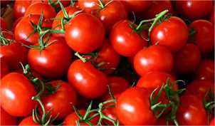 گوجه فرنگی به بازار نیامده از کشور خارج می‌شود