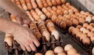 آغاز توزیع تخم مرغ از این هفته با قیمت تنظیم بازار