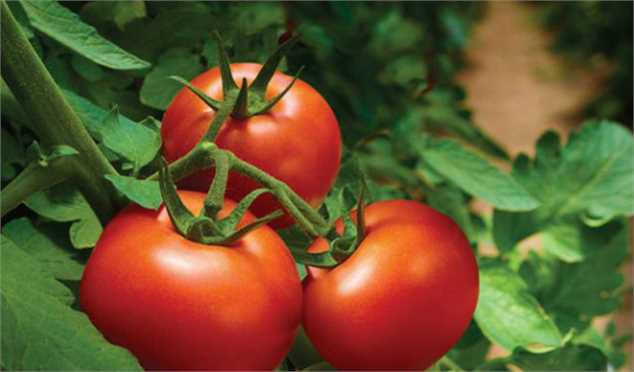 قیمت گوجه گلخانه‌ای به ۱۱ هزار تومان رسید