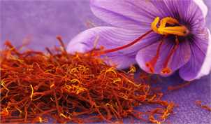 90 درصد زعفران جهان در ایران تولید می شود