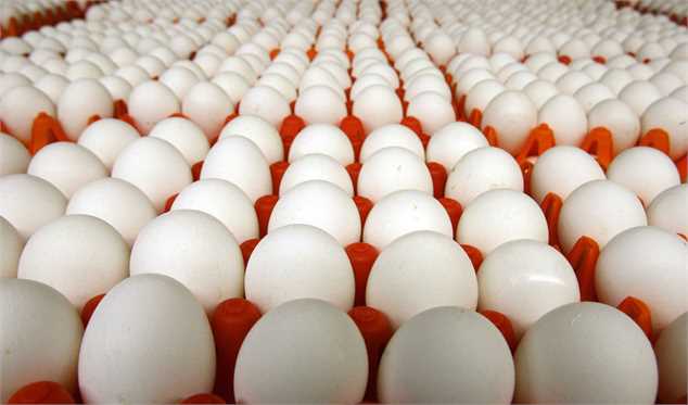 عرضه روزانه 140 تن تخم مرغ دولتی در پایتخت