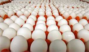 عرضه روزانه 140 تن تخم مرغ دولتی در پایتخت