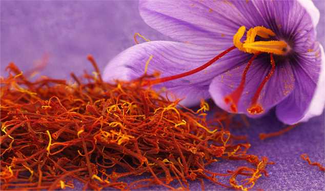 رشد بی سابقه تولید زعفران در افغانستان