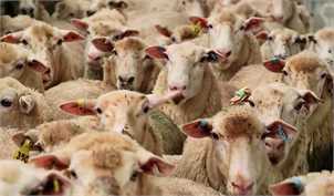 رییس اتحادیه فروشندگان گوشت گوسفندی: مجوز واردات دام زنده صادر شد
