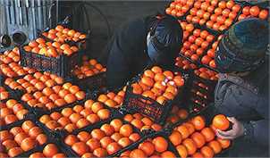 آرامش بازار پرتقال تا پایان سال