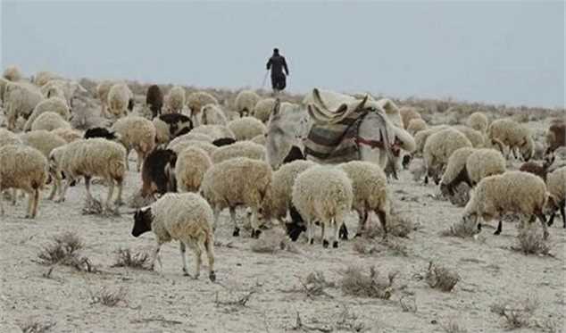 ۵۰ هزار رأس گوسفند زنده در هفته وارد می‌شود
