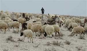 ۵۰ هزار رأس گوسفند زنده در هفته وارد می‌شود