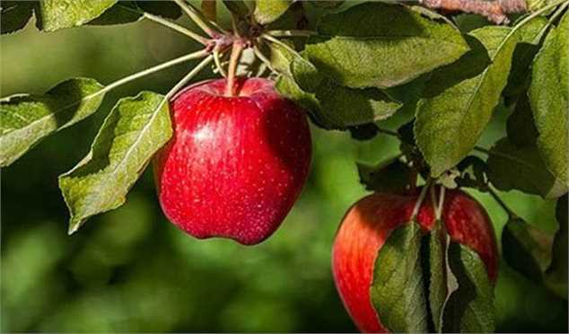 در­ ۹ ماهه امسال، صادرات سیب درختی افزایش یافت