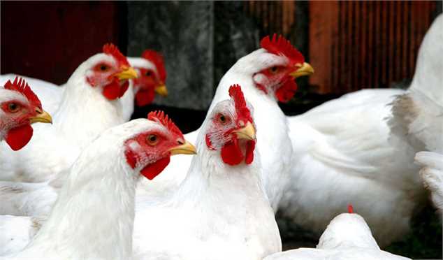 افزایش قیمت مرغ زنده در مرغ داری‌ها