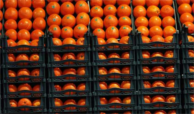 ذخیره‌سازی میوه، قیمت پرتقال را بالا برد