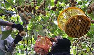 محصولات ایران سالم‌ترین محصولات کشاورزی جهان هستند