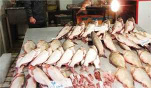 رشد هفت درصدی قیمت ماهی