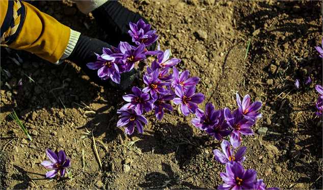 فروش و قیمت زعفران در بورس بیمه می‌شود
