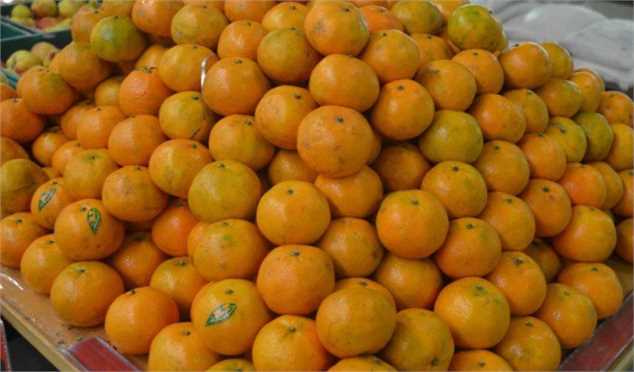 ممنوعیت صادرات سیب و پرتقال از 15 اسفند