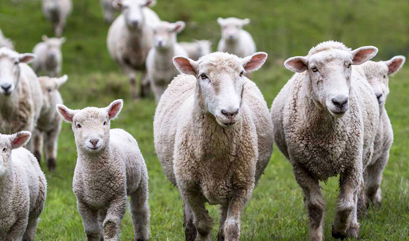 واردات ۵۰ هزار راس گوسفند تا پایان هفته