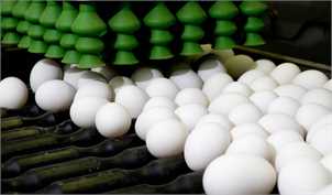 کاهش قیمت تخم‌مرغ به ۵۸۰۰ تومان/ وجود روزانه ٢٠٠تن محصول مازاد