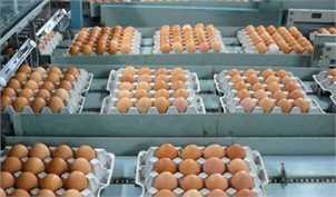 صادرات تخم مرغ آزاد شد/ قول دادند بازار داخلی با مشکل مواجه نشود