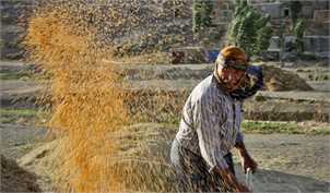خودکفایی در تولید گندم امسال برای چهارمین سال تکرار می‌شود