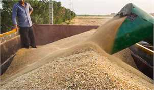 کشاورزان در تحویل گندم به دولت دچار تردید شده‌اند