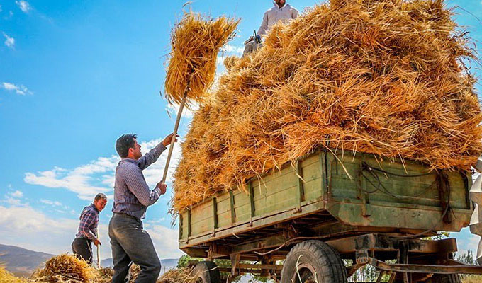 حدود قیمت پیشنهادی وزارت جهاد کشاورزی برای خرید تضمینی هر کیلوگرم گندم ۲۵۵۰ تومان است
