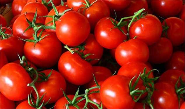 خرید حمایتی گوجه‌فرنگی با نرخ مصوب آغاز شد