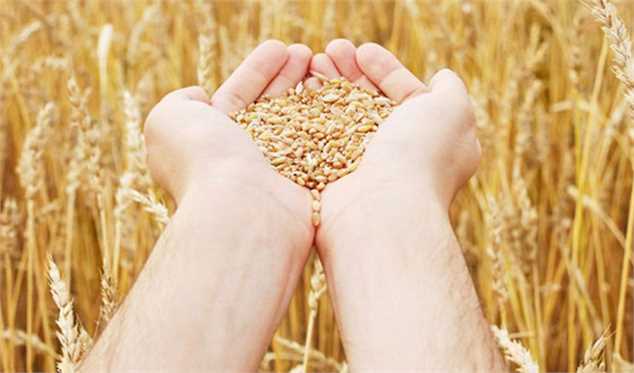۸ میلیون تُن گندم از کشاورزان خریداری شد