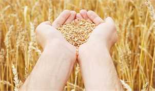 ۸ میلیون تُن گندم از کشاورزان خریداری شد