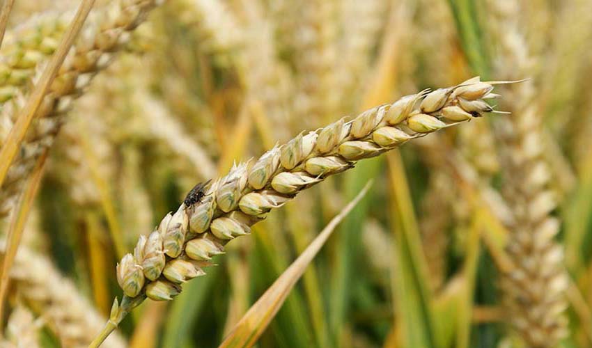 قیمت گندم تحمیلی است نه تضمینی/ مجلسی‌ها بدانند کشاورزان از آنها حمایت نمی‌کنند