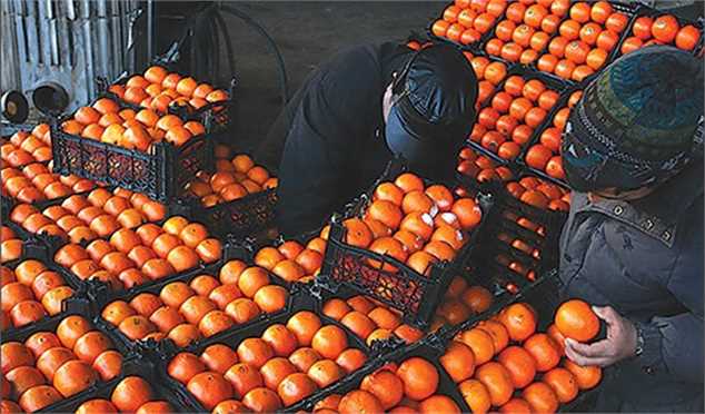 «رنگ افزایی» به بخشی از پرتقال‌های بازار/ مردم پرتقال‌های دورنگ را خریداری کنند