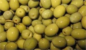 تولید میوه زیتون به ۱۲۰ هزار تن رسید/ واردات روغن‌های بی‌کیفیت زیتون در بازار