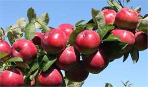 سیب‌هایی که روی دست باغداران ماند/ نبود بازار فروش، باغداران را متضرر کرد