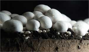 تولید روزانه قارچ به ۴۵۰ تن رسید/قیمت هر کیلو قارچ ۱۳ هزار تومان