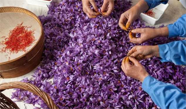 برداشت و استحصال زعفران تا سال آینده کاملا مکانیزه می‌شود/ راه‌اندازی هلدینگ بزرگ زعفران در کشور