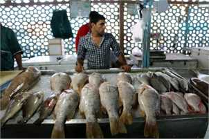 بازار رشت در قرق ماهیان پرورشی