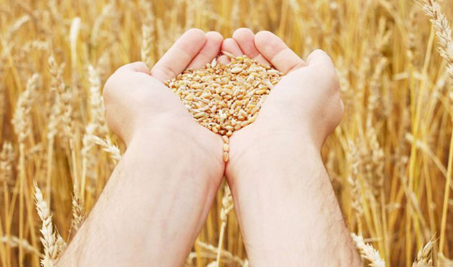ارسال آنالیز قیمت تمام شده تولید گندم به سازمان بازرسی کل کشور/ قیمت هر کیلوگرم گندم ۲۵۵۹.۲ تومان