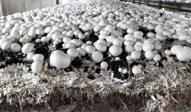 صادرات قارچ کشور به ۲۰ تن در روز رسید/ پرورش‌دهندگان قارچ در بازار داخلی زیان می‌دهند