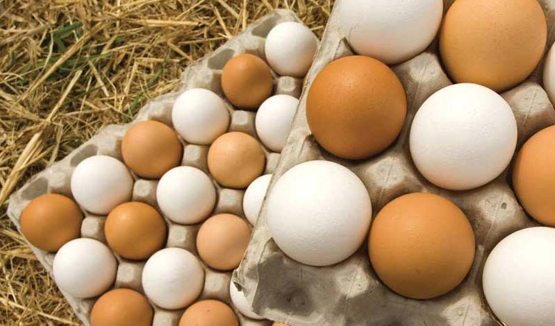 ۲۰ هزار تن تخم‌مرغ صادر شد