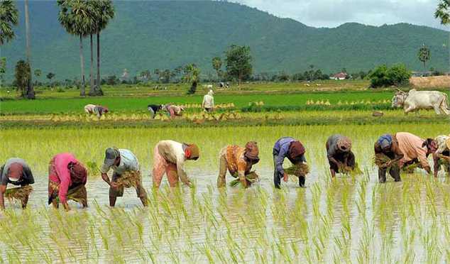 رکورد تولید برنج در تاریخ زده شد