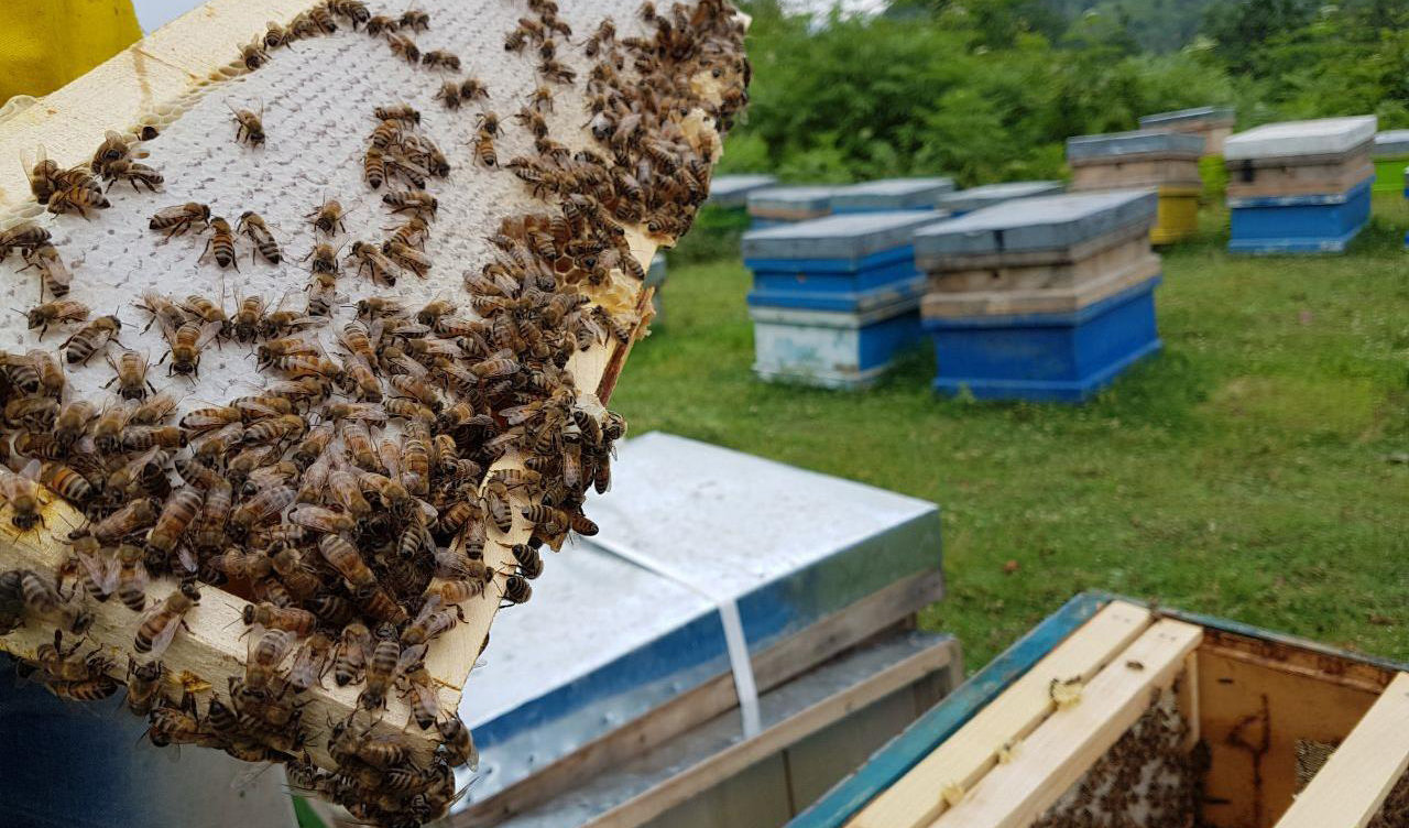 هر گرم زهر زنبور ٨٠ دلار می ارزد