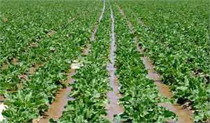 پیش‌بینی افزایش ۶ میلیون تنی تولید محصولات کشاورزی در سال جاری