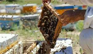 برندسازی مانع دلال بازی و سوداگری در بازار عسل